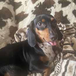 Hobbit - Dachshund