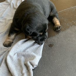 Rottweiler Puppies from Rottitales