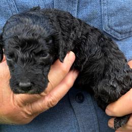 Twix - Black female Poodle puppy in St. Johnsbury, Vermont from Poodles of the Northern Woods