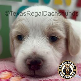 Ghost 3000 - Cream male Dachshund puppy in Houston, Texas from Texas Regal Dachshunds LLC