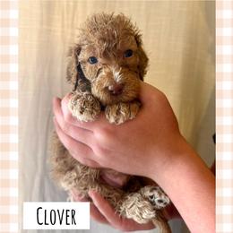 Clover - Apricot male Poodle puppy in Surprise, Arizona from Oh Doodles Doodlery