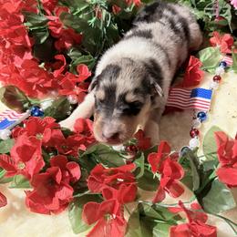 Garnet - Blue merle white and tan male Collie puppy in Carencro, Louisiana from Cajun Bayou's Collies LLC