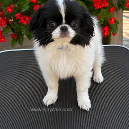Blue collar female - Black and white female Japanese Chin puppy in Niagara Falls, New York from Njoy Japanese Chin
