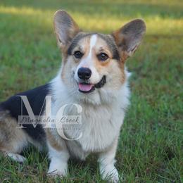 Reboot - Pembroke Welsh Corgi