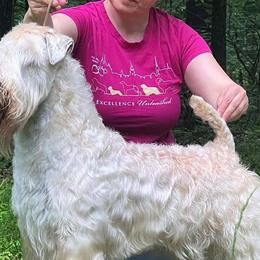 Kerry Blue Terriers and Soft Coated Wheaten Terriers from Cross the Rubicon