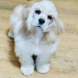 Keska - Cocker Spaniel