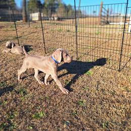 Tater - Gray male Weimaraner puppy in Toccoa, Georgia from Colfaidar Weimaraners