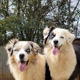 Australian Shepherds from Southern Bred Aussies