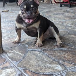 Fendi - French Bulldog