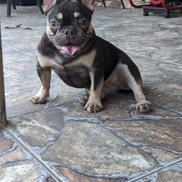 Fendi - French Bulldog