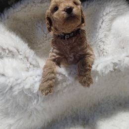 Poodle Puppies from Grace Colt Farms