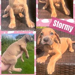Stormy - Fawn female Great Dane puppy in Wellsville, New York from Prophecy Danes