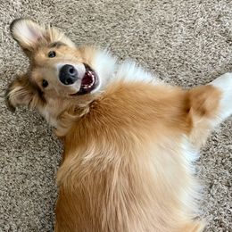 Collies from Country Collies