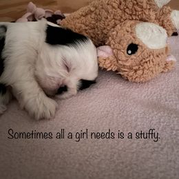 Shih Tzu Puppies from Little Lion Puppies