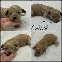 Chick - Red  female Poodle puppy in Wheatland, California from Sapphire Ridge Poodles