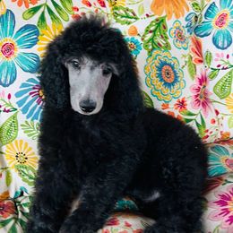 Sammy - Silver male Poodle puppy in Greenwich, New York from MizzElle’s Standard Poodles