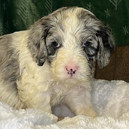 Blue collar boy - male Newfypoo puppy in Fairfield, California from Twin Sisters Doodles