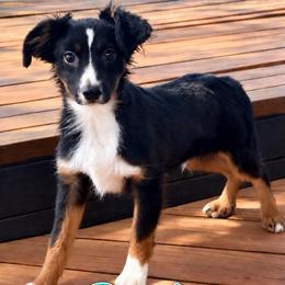 Black Tri male 1 - Black tri male Toy Australian Shepherd puppy in Hawley, Texas from Foxy’s Dachshunds & Toy Aussies