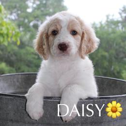 Daisey - Cream female Aussiedoodle puppy in Kings Mountain, North Carolina from Champion Farms Doodles