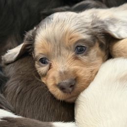 Dachshund Puppies from Collier Dachshunds