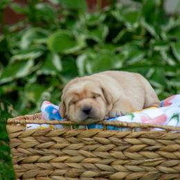 Doberman Pinscher and Labrador Retriever Puppies from Elevage Labrador Retrievers & Dalla Grazia Doberman