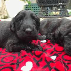 American Hairless Terrier and Flat-Coated Retriever Puppies from Rensai Kennels