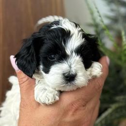 Black and white girl - Black and white female Cockapoo puppy in Rigby, Idaho from Elkington Family Farms LLC