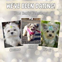 Havanese puppies from Seeking Shalom Acres Maltese, Maltipoos & Havamalts