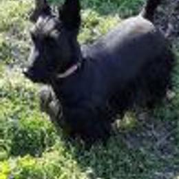 Scottish Terriers from Judyz Scotties