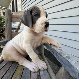 Jelly - Mantle female Great Dane puppy in Cadillac, Michigan from Garrow Danes House of Blues