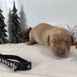 Black - Yellow female Labrador Retriever puppy in Newton Grove, North Carolina from Wayalife Labradors & Gsp’s