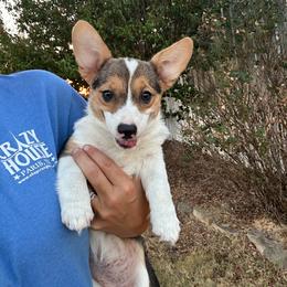 Girl 2 - Black and tan female Pembroke Welsh Corgi puppy in Honey Grove, Texas from JK Ranch Corgis