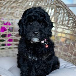 Justice - Black female Poodle puppy in Grinnell, Iowa from Rural Iowa Aussies & Doodles