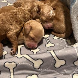 Purple - Red  female Goldendoodle puppy in Shingle Springs, California from Creamy Retrievers