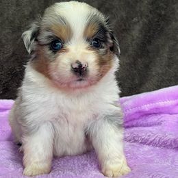Hope - Blue merle female Miniature American Shepherd puppy in Plant City, Florida from Osborne & Stormborn FL Kennels