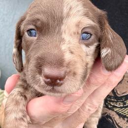Joker - Dapple male Dachshund puppy in Orlando, Florida from Weiner Wunderland of Central Florida