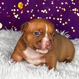 Charlemagne - Liver male American Bully puppy in Nashville, Tennessee from SimplyBullies