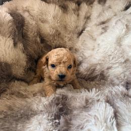 Princess Peach - Apricot female Poodle puppy in Uniondale, New York from Poodles Are Mixy