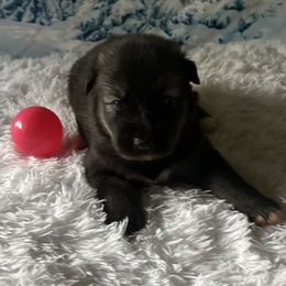 Ebony - Black and white female Siberian Husky puppy in Summerville, South Carolina from Carolina Husky Lodge