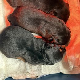 Pick of litter-Pharoah - Black and mahogany Rottweiler puppy in Hamburg, New York from World Class Rottweilers And French bulldogs