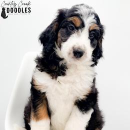 D'Angelo - male Australian Mountain Doodle puppy in Tipton, Indiana from Country Creek Doodles