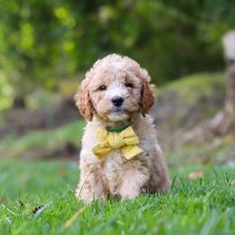 Boy 2 - male Goldendoodle puppy in Applecreek, Ohio from Pleasant Acre Farms