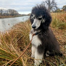 Westley - Poodle puppy from New Hope Standard Poodles