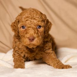 Sienna (Light Blue) - Cream female Goldendoodle puppy in Palmetto Bay, Florida from SOMIDOODLES