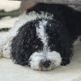 Bernedoodle Puppies from BellaDoodles
