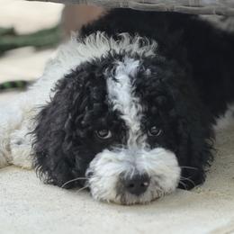 Bernedoodle Puppies from BellaDoodles
