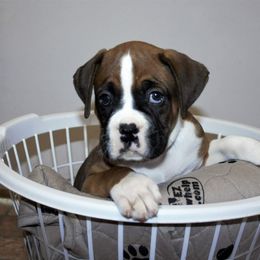 Boxer Puppies from Huntley Boxer Pieces