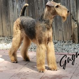 Gaga - Airedale Terrier