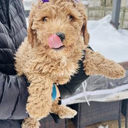 Pinky Pie - Apricot female Saint Berdoodle puppy in Swartz Creek, Michigan from Whisky Paws Saint Berdoodles and Poodle Pups