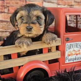 Schroeder - Black and gold male Yorkshire Terrier puppy in Vancouver, Washington from Yorkastle Kennels